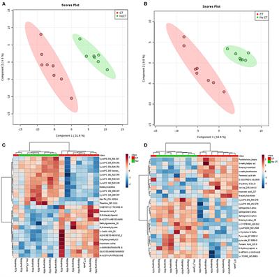 Frontiers | Lactate Dehydrogenase B And Pyruvate Oxidation Pathway ...